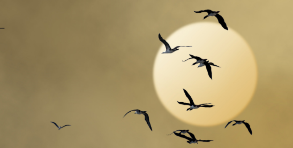 Agopuntura e Medicina dello Sport. Allenamento, riabilitazione e performance